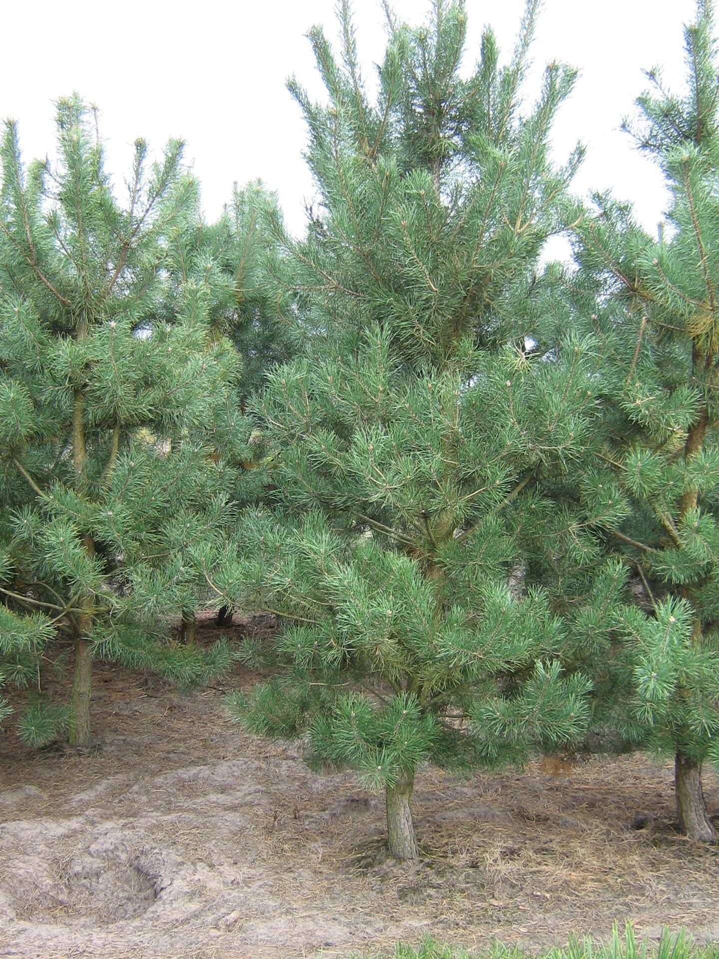 Pinus sylvestris_14